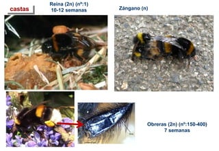 Zángano (n)
Obreras (2n) (nº:150-400)
7 semanas
Reina (2n) (nº:1)
10-12 semanascastas
 