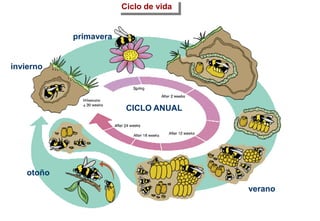CICLO ANUAL
primavera
invierno
verano
otoño
Ciclo de vida
 