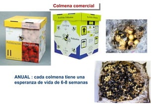 Colmena comercial
ANUAL : cada colmena tiene una
esperanza de vida de 6-8 semanas
 