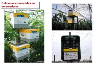 Colmenas comerciales en
invernaderos
 