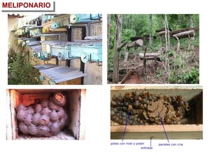 MELIPONARIO
 