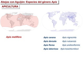 Abejas con Aguijón: Especies del género Apis
APICULTURA
Apis cerana Apis nigrocinta
Apis dorsata Apis nuluensis
Apis florea Apis andreniformis
Apis laboriosa Apis koschevnikovi
Apis mellifera
 