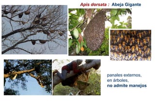 Apis dorsata : Abeja Gigante
panales externos,
en árboles,
no admite manejos
 