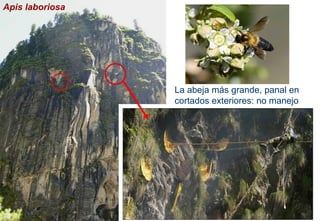 Apis laboriosa
La abeja más grande, panal en
cortados exteriores: no manejo
 
