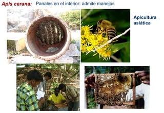 Apis cerana: Panales en el interior: admite manejos
Apicultura
asiática
 