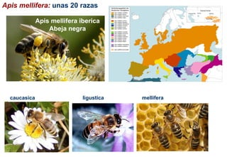 Apis mellifera: unas 20 razas
ligustica
carnica
caucasica mellifera
Apis mellifera iberica
Abeja negra
 