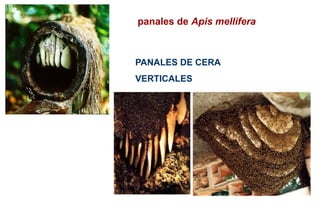 panales de Apis mellifera
PANALES DE CERA
VERTICALES
 