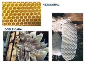 DOBLE CARA
HEXAGONAL
 