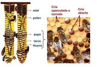 Huevo
larva
pupa
Cría
abierta
Cría
operculada o
cerrada
miel
polen
 