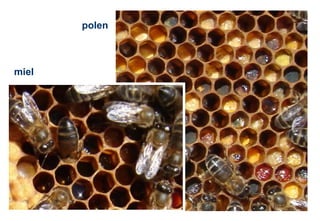 polen
miel
 