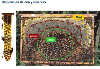 cría
Disposición de cría y reservas
polen
Miel
 