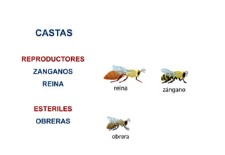 CASTAS
REPRODUCTORES
ZANGANOS
REINA
ESTERILES
OBRERAS
 