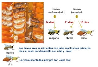 Larvas alimentadas siempre con Jalea real
Las larvas sólo se alimentan con jalea real los tres primeros
días, el resto del desarrollo con miel y polen
24 días 16 días21 días
 