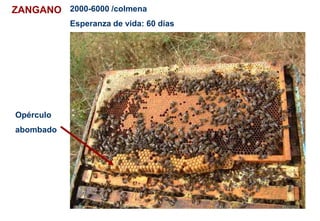 ZANGANO 2000-6000 /colmena
Esperanza de vida: 60 días
Opérculo
abombado
 