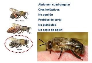 Abdomen cuadrangular
Ojos holópticos
No aguijón
Probóscide corta
No glándulas
No cesta de polen
 