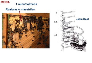 REINA
Realeras o maestriles
Jalea Real
1 reina/colmena
 