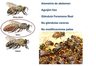 Alometría de abdomen
Aguijón liso
Glándula Feromona Real
No glándulas cereras
No modificaciones patas
 