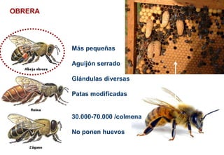 Más pequeñas
Aguijón serrado
Glándulas diversas
Patas modificadas
30.000-70.000 /colmena
No ponen huevos
OBRERA
 