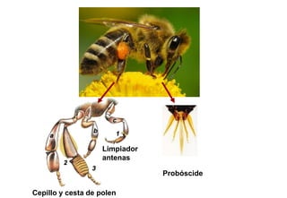 Limpiador
antenas
Cepillo y cesta de polen
Probóscide
 