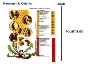 E
X
T
E
R
N
A
S
I
N
T
E
R
N
A
S
EDAD
POLIETISMO
Mantienen la Colonia
 