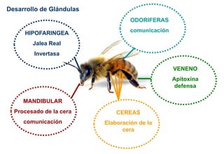 HIPOFARINGEA
Jalea Real
Invertasa
MANDIBULAR
Procesado de la cera
comunicación
CEREAS
Elaboración de la
cera
ODORIFERAS
comunicación
VENENO
Apitoxina
defensa
Desarrollo de Glándulas
 