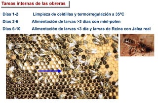 Tareas internas de las obreras
Días 1-2 Limpieza de celdillas y termorregulación a 35ºC
Días 3-6 Alimentación de larvas >3 días con miel-polen
Días 6-10 Alimentación de larvas <3 día y larvas de Reina con Jalea real
 
