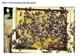 Días 11-18 Construcción de panal
 