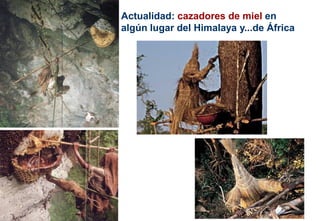 Actualidad: cazadores de miel en
algún lugar del Himalaya y...de África
 