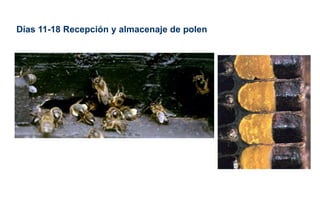 Días 11-18 Recepción y almacenaje de polen
 