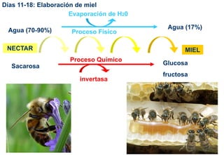 NECTAR
Proceso FísicoAgua (70-90%) Agua (17%)
Sacarosa
MIEL
Proceso Químico
Glucosa
fructosa
invertasa
Evaporación de H20
Días 11-18: Elaboración de miel
 