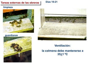 limpieza
guardianas
Tareas externas de las obreras Días 19-21
Ventilación:
la colmena debe mantenerse a
35+1 ºC
 