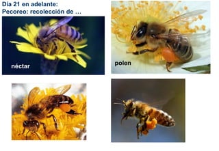 Día 21 en adelante:
Pecoreo: recolección de …
néctar
polen
 