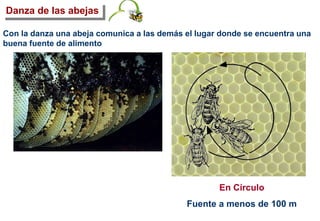 Con la danza una abeja comunica a las demás el lugar donde se encuentra una
buena fuente de alimento
En Círculo
Fuente a menos de 100 m
Danza de las abejas
 