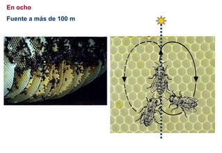En ocho
Fuente a más de 100 m
 