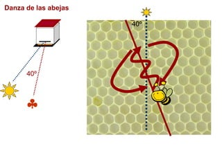 Danza de las abejas

40º
40º
 