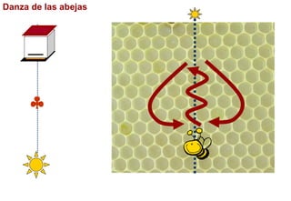 Danza de las abejas

 