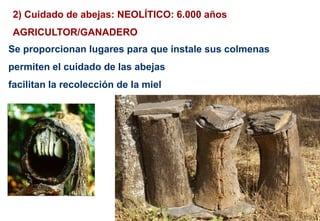 2) Cuidado de abejas: NEOLÍTICO: 6.000 años
AGRICULTOR/GANADERO
Se proporcionan lugares para que instale sus colmenas
permiten el cuidado de las abejas
facilitan la recolección de la miel
 