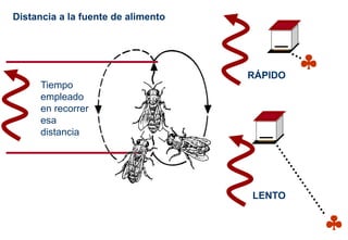 Tiempo
empleado
en recorrer
esa
distancia
Distancia a la fuente de alimento


RÁPIDO
LENTO
 