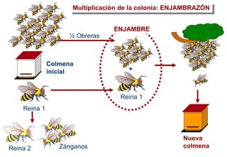 Reina 1
+
½ Obreras
ENJAMBRE
Reina 1
Colmena
inicial
Multiplicación de la colonia: ENJAMBRAZÓN
Reina 2 Zánganos
Nueva
colmena
 