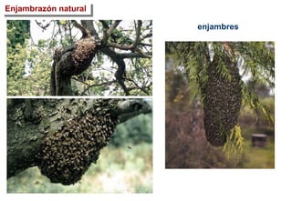 Enjambrazón natural
enjambres
 