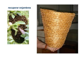 recuperar enjambres
 