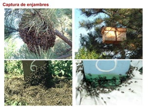 Captura de enjambres
 