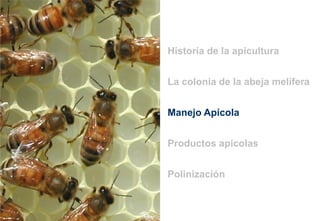 La colonia de la abeja melífera
Historia de la apicultura
Manejo Apícola
Polinización
Productos apícolas
 