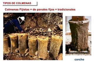 TIPOS DE COLMENAS
corcho
Colmenas Fijistas = de panales fijos = tradicionales
 