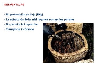 DESVENTAJAS
• Su producción es baja (8Kg)
• La extracción de la miel requiere romper los panales
• No permite la inspección
• Transporte incómodo
 