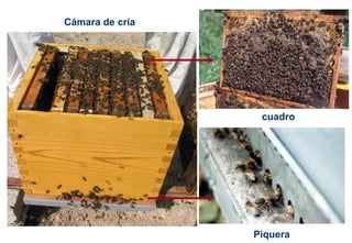 Cámara de cría
cuadro
Piquera
 