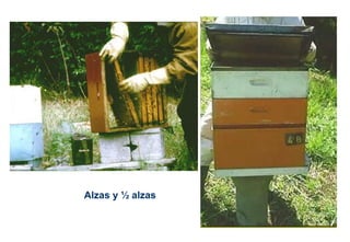 Alzas y ½ alzas
 