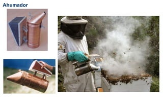 Ahumador
 