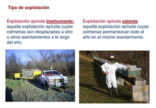 Tipo de explotación
Explotación apícola estante:
aquella explotación apícola cuyas
colmenas permanezcan todo el
año en el mismo asentamiento.
Explotación apícola trashumante:
aquella explotación apícola cuyas
colmenas son desplazadas a otro
u otros asentamientos a lo largo
del año.
 