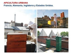 APICULTURA URBANA
Francia, Alemania, Inglaterra y Estados Unidos.
 